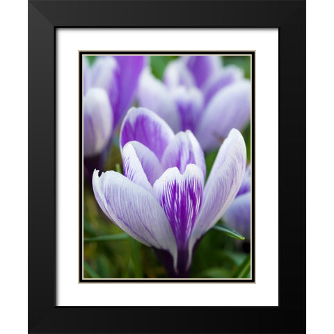 Crocus- variety Pickwick- Germany Black Modern Wood Framed Art Print with Double Matting by Zwick, Martin
