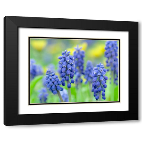 Armenian grape hyacinth. Germany Black Modern Wood Framed Art Print with Double Matting by Zwick, Martin