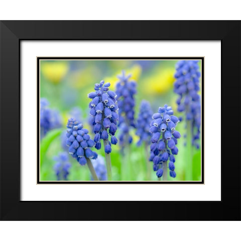 Armenian grape hyacinth. Germany Black Modern Wood Framed Art Print with Double Matting by Zwick, Martin