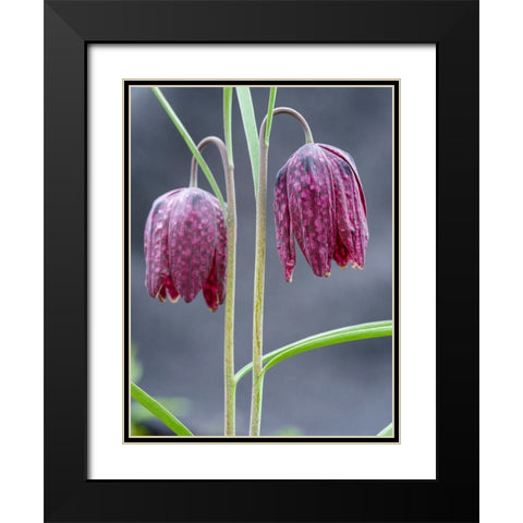 Snakes head or chess flower. Germany Black Modern Wood Framed Art Print with Double Matting by Zwick, Martin