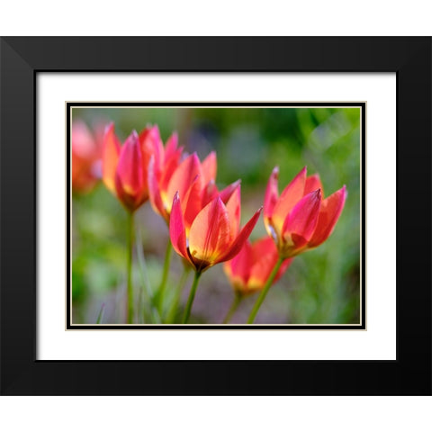 Tulip (Tulipa) variety Little Princess. Germany Black Modern Wood Framed Art Print with Double Matting by Zwick, Martin