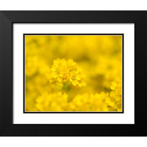 Basket of gold. Germany Black Modern Wood Framed Art Print with Double Matting by Zwick, Martin