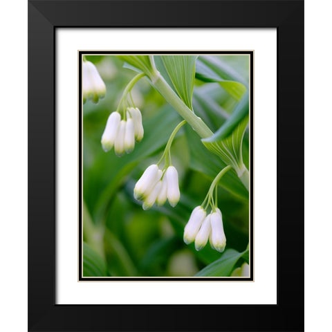 Eurasian Solomons Seal. Germany Black Modern Wood Framed Art Print with Double Matting by Zwick, Martin