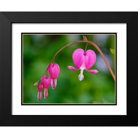 Bleeding heart (Lamprocapnos spectabilis). Germany Black Modern Wood Framed Art Print with Double Matting by Zwick, Martin