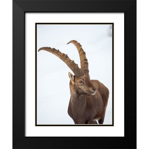 Alpine Ibex in fresh deep snow- Alpenwildpark (alpine game park) Obermaiselstein. Germany- Bavaria Black Modern Wood Framed Art Print with Double Matting by Zwick, Martin