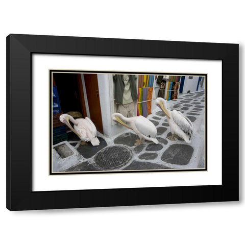 Greece, Mykonos, Hora Three pelicans grooming Black Modern Wood Framed Art Print with Double Matting by Young, Bill
