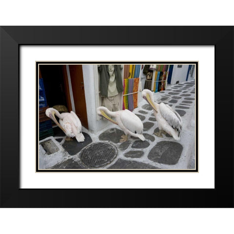 Greece, Mykonos, Hora Three pelicans grooming Black Modern Wood Framed Art Print with Double Matting by Young, Bill