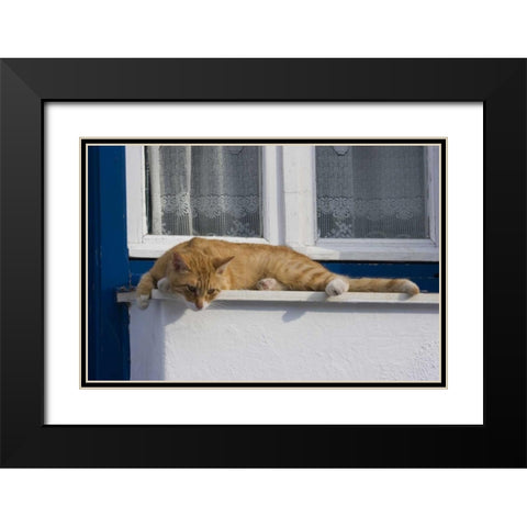 Greece, Mykonos Curious orange tabby cat Black Modern Wood Framed Art Print with Double Matting by Young, Bill