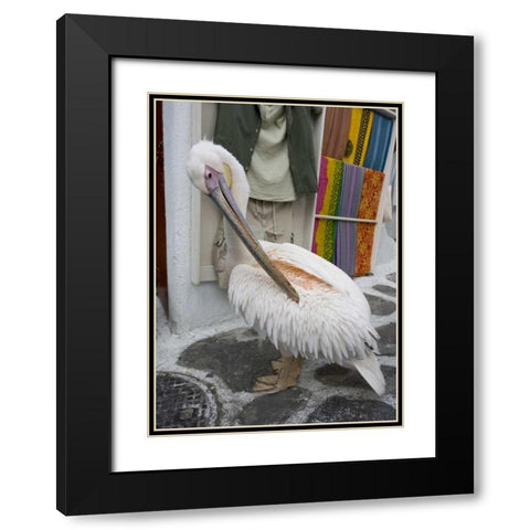 Greece, Mykonos, Hora Pelican grooming in alley Black Modern Wood Framed Art Print with Double Matting by Young, Bill