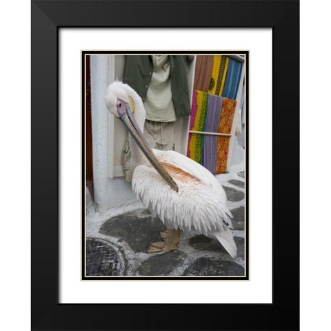 Greece, Mykonos, Hora Pelican grooming in alley Black Modern Wood Framed Art Print with Double Matting by Young, Bill