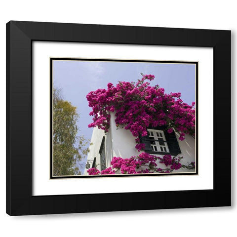 Greece, Mykonos, Hora Bougainvillea flowers Black Modern Wood Framed Art Print with Double Matting by Young, Bill