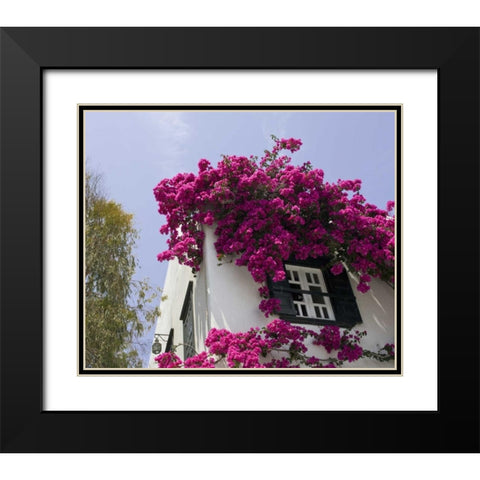 Greece, Mykonos, Hora Bougainvillea flowers Black Modern Wood Framed Art Print with Double Matting by Young, Bill