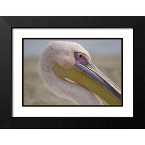 Greece, Mykonos Close-up of head of pink pelican Black Modern Wood Framed Art Print with Double Matting by Young, Bill