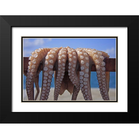 Greece, Cyclades Fresh caught octopus drying Black Modern Wood Framed Art Print with Double Matting by Noble Gardner, Nancy