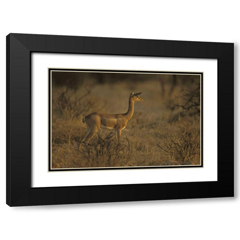 Kenya, Samburu NP Male gerenuk stands alert Black Modern Wood Framed Art Print with Double Matting by Grall, Don