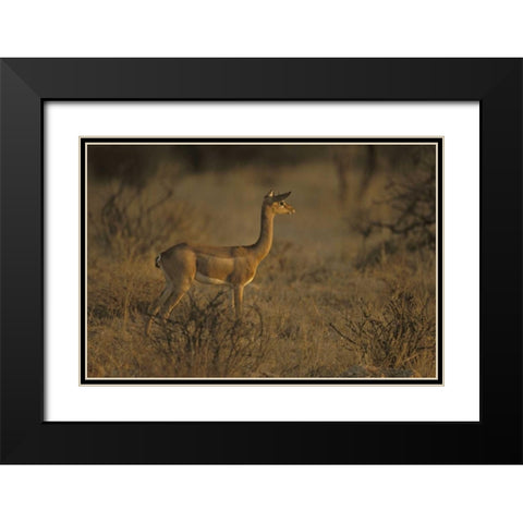 Kenya, Samburu NP Male gerenuk stands alert Black Modern Wood Framed Art Print with Double Matting by Grall, Don