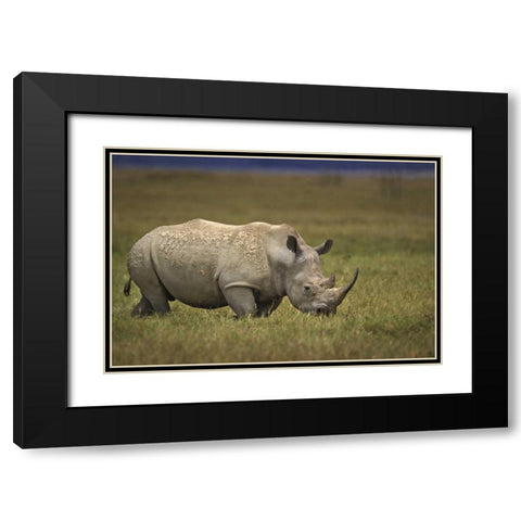 Kenya, Lake Nakuru NP Northern white rhinoceros Black Modern Wood Framed Art Print with Double Matting by Grall, Don