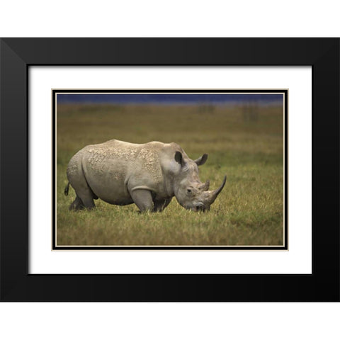 Kenya, Lake Nakuru NP Northern white rhinoceros Black Modern Wood Framed Art Print with Double Matting by Grall, Don
