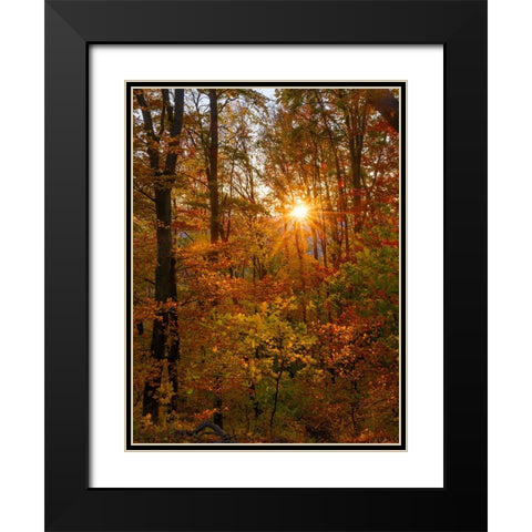 Autumn in the forest of the Koszeg mountains-Geschriebenstein- Hungary Black Modern Wood Framed Art Print with Double Matting by Zwick, Martin