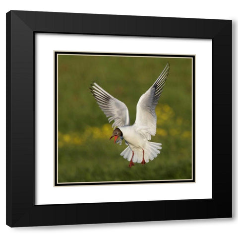 Iceland, Hethnar Black-headed gull screams Black Modern Wood Framed Art Print with Double Matting by Morris, Arthur