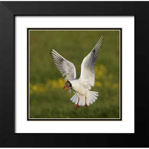 Iceland, Hethnar Black-headed gull screams Black Modern Wood Framed Art Print with Double Matting by Morris, Arthur
