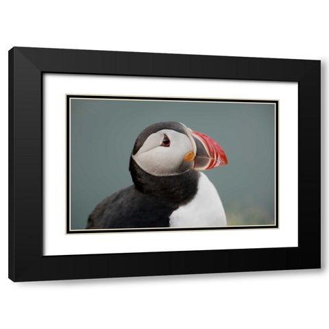 Iceland, Ingolfshofdi Profile of Atlantic puffin Black Modern Wood Framed Art Print with Double Matting by Morris, Arthur