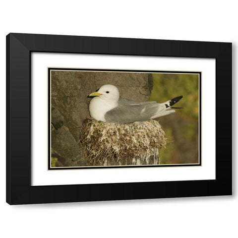 Iceland, Latrabjarg Black-legged kittiwake Black Modern Wood Framed Art Print with Double Matting by Morris, Arthur