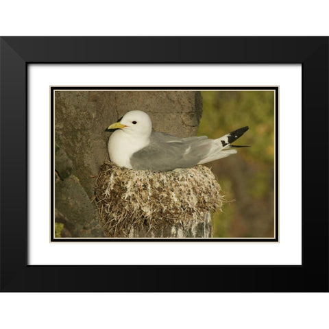 Iceland, Latrabjarg Black-legged kittiwake Black Modern Wood Framed Art Print with Double Matting by Morris, Arthur