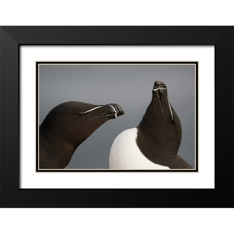 Iceland, Latrabjarg Razorbills in courtship Black Modern Wood Framed Art Print with Double Matting by Morris, Arthur