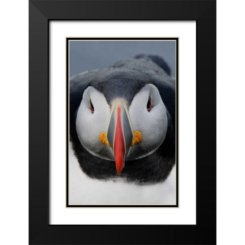 Iceland, Latrabjarg Atlantic puffin head Black Modern Wood Framed Art Print with Double Matting by Morris, Arthur