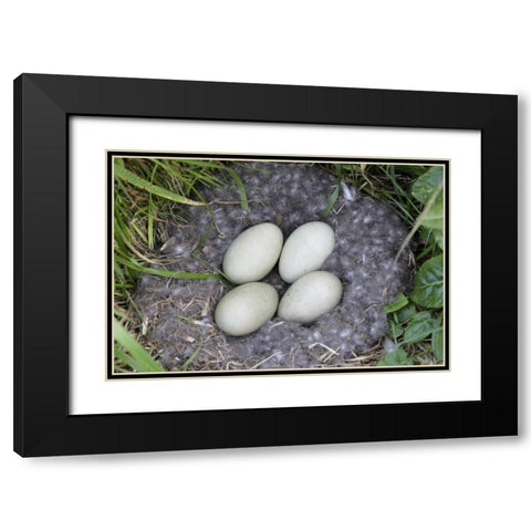 Iceland, Snaefellsnes Common eider nest and eggs Black Modern Wood Framed Art Print with Double Matting by Morris, Arthur