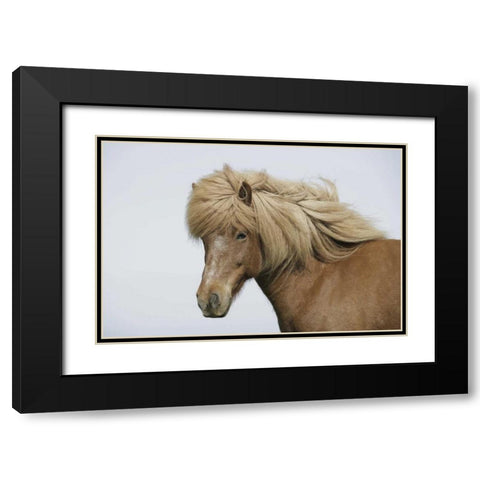 Iceland Portrait of an Icelandic horse Black Modern Wood Framed Art Print with Double Matting by Morris, Arthur