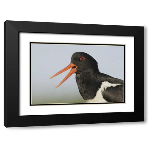 Iceland, Snaefellsnes Eurasian oystercatcher Black Modern Wood Framed Art Print with Double Matting by Morris, Arthur