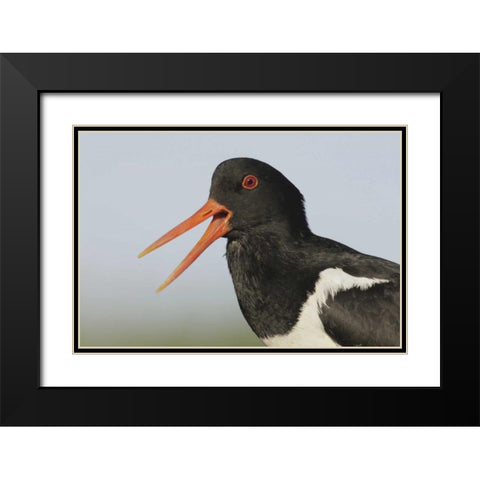 Iceland, Snaefellsnes Eurasian oystercatcher Black Modern Wood Framed Art Print with Double Matting by Morris, Arthur