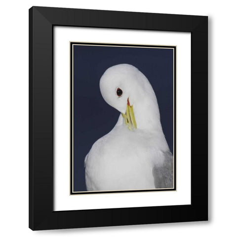 Iceland, Latrabjarg Black-legged kittiwake Black Modern Wood Framed Art Print with Double Matting by Morris, Arthur