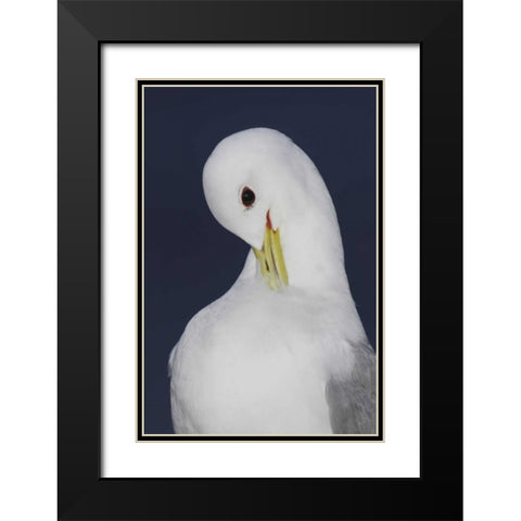 Iceland, Latrabjarg Black-legged kittiwake Black Modern Wood Framed Art Print with Double Matting by Morris, Arthur