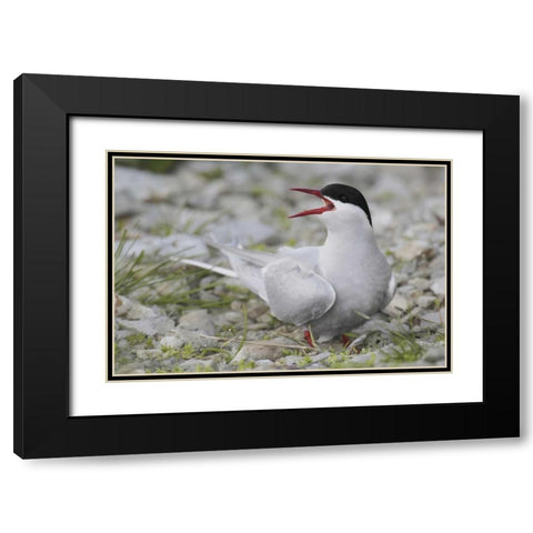 Iceland Artic tern screams while guarding egg Black Modern Wood Framed Art Print with Double Matting by Morris, Arthur