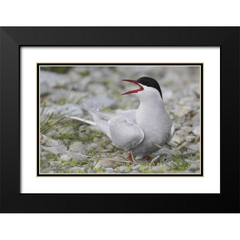 Iceland Artic tern screams while guarding egg Black Modern Wood Framed Art Print with Double Matting by Morris, Arthur