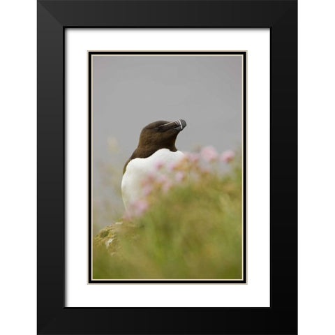 Iceland, Latrabjarg Razorbill behind flowers Black Modern Wood Framed Art Print with Double Matting by Grall, Don