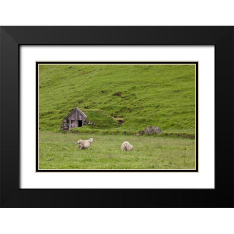 Iceland, Skogar Icelandic sheep by a hut Black Modern Wood Framed Art Print with Double Matting by Grall, Don