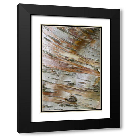 Iceland, Akureyri Bark detail on a birch tree Black Modern Wood Framed Art Print with Double Matting by Grall, Don