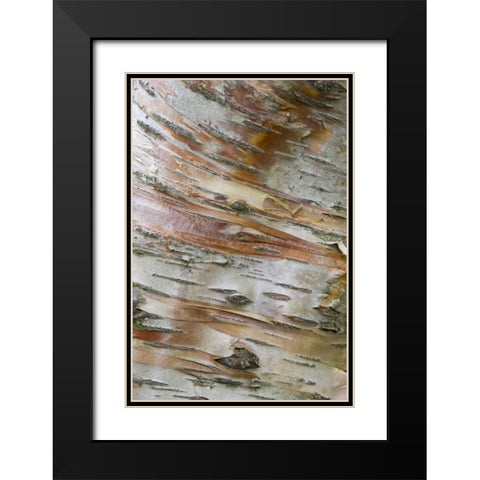 Iceland, Akureyri Bark detail on a birch tree Black Modern Wood Framed Art Print with Double Matting by Grall, Don