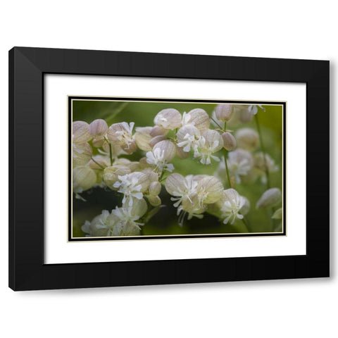 Iceland, Akureyri Freravorblum flowers Black Modern Wood Framed Art Print with Double Matting by Grall, Don
