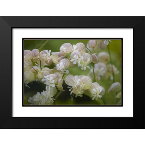 Iceland, Akureyri Freravorblum flowers Black Modern Wood Framed Art Print with Double Matting by Grall, Don
