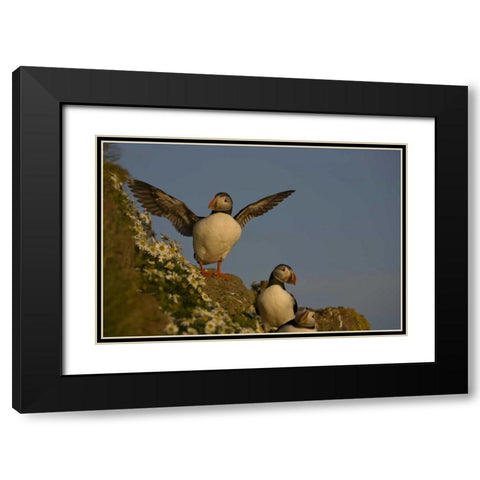 Iceland, Latrabjarg Atlantic puffin on cliff Black Modern Wood Framed Art Print with Double Matting by Grall, Don