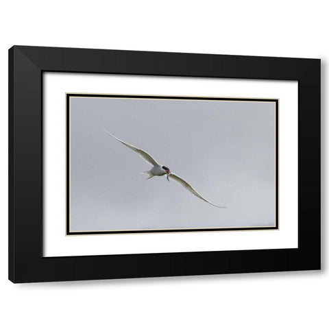 Iceland, Vik Arctic tern with small fish in beak Black Modern Wood Framed Art Print with Double Matting by Young, Bill