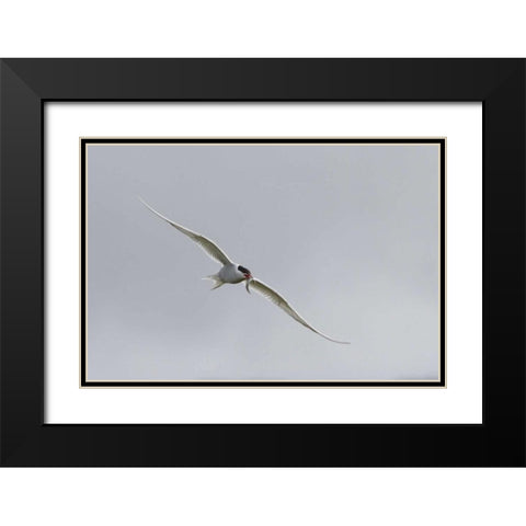 Iceland, Vik Arctic tern with small fish in beak Black Modern Wood Framed Art Print with Double Matting by Young, Bill