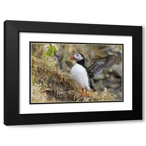 Iceland Close-up of puffin flapping its wings Black Modern Wood Framed Art Print with Double Matting by Young, Bill