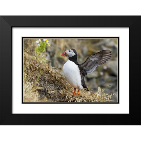 Iceland Close-up of puffin flapping its wings Black Modern Wood Framed Art Print with Double Matting by Young, Bill