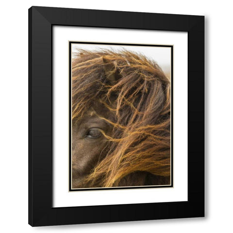 Europe, Iceland Icelandic horses head Black Modern Wood Framed Art Print with Double Matting by Illg, Cathy and Gordon